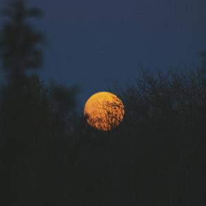 清风胡杨(一)夏冰
