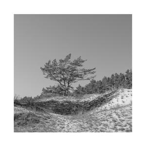 清风胡杨(一)夏冰
